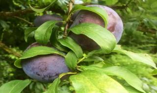 园艺工程师 园艺工程师